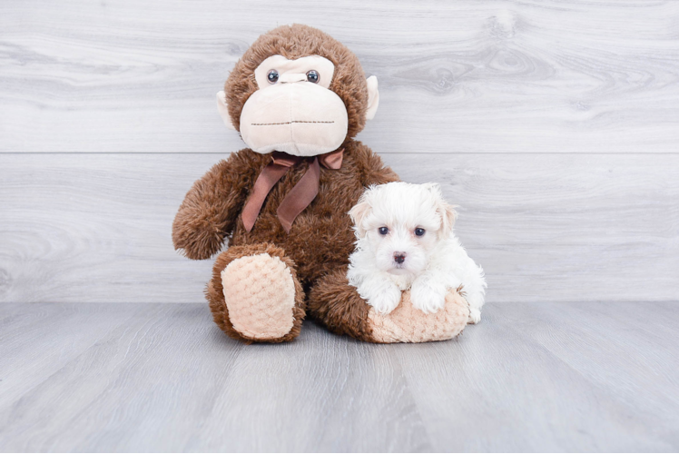 Maltipoo Pup Being Cute