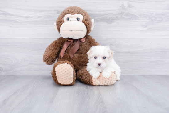 Maltipoo Pup Being Cute