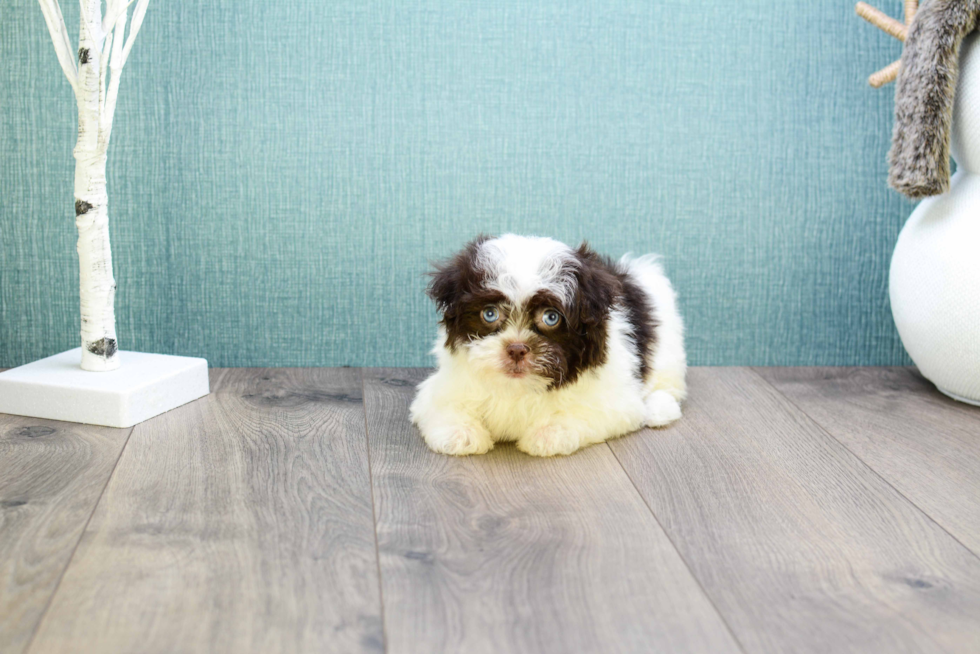 Havanese Pup Being Cute