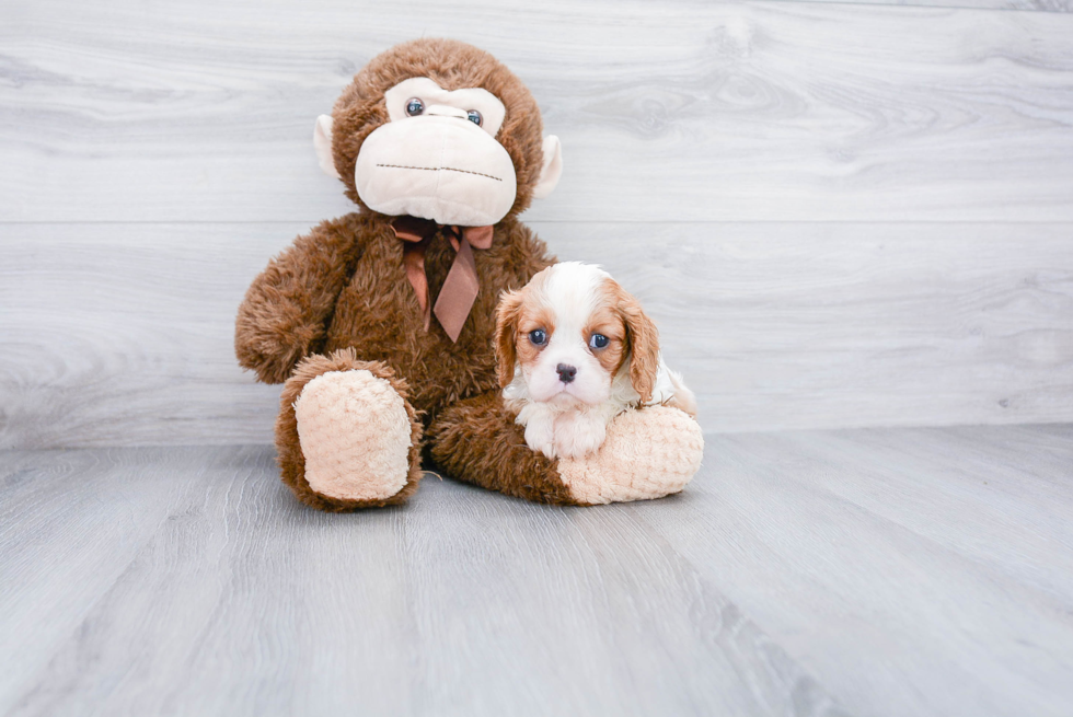 Cavalier King Charles Spaniel Pup Being Cute