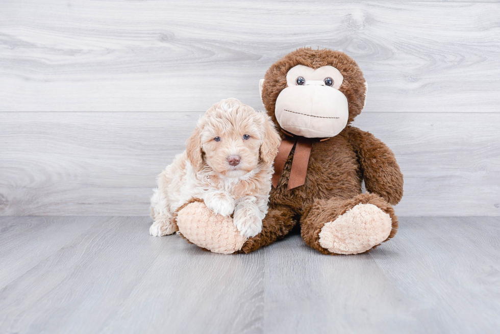 Mini Goldendoodle Puppy for Adoption