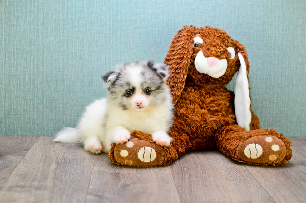 Playful Pomeranian Purebred Pup