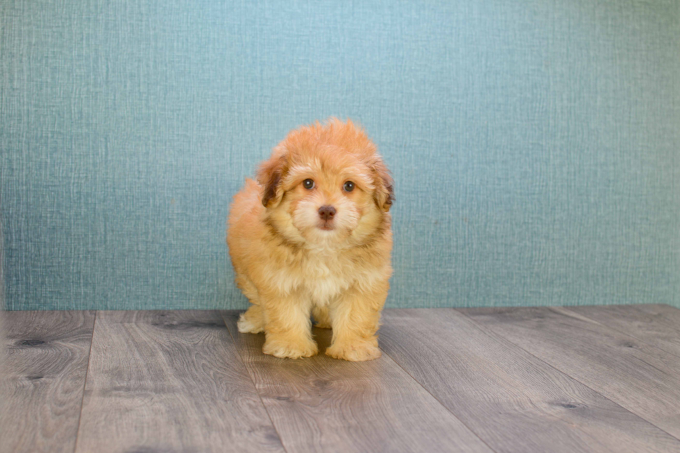 Best Havanese Baby