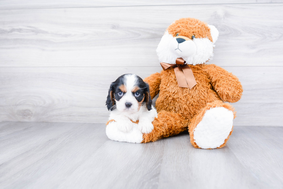 Popular Cavalier King Charles Spaniel Baby