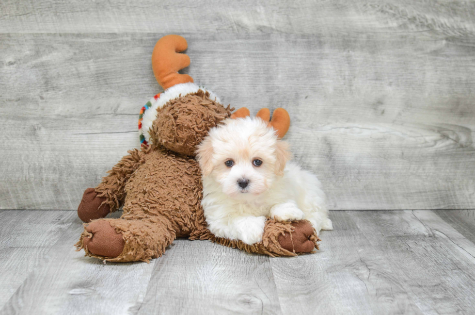 Best Maltipoo Baby