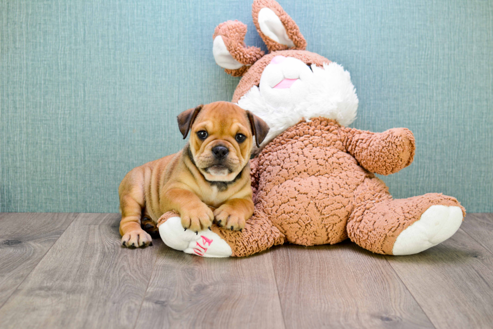 Cute English Bulldog Mix Pup