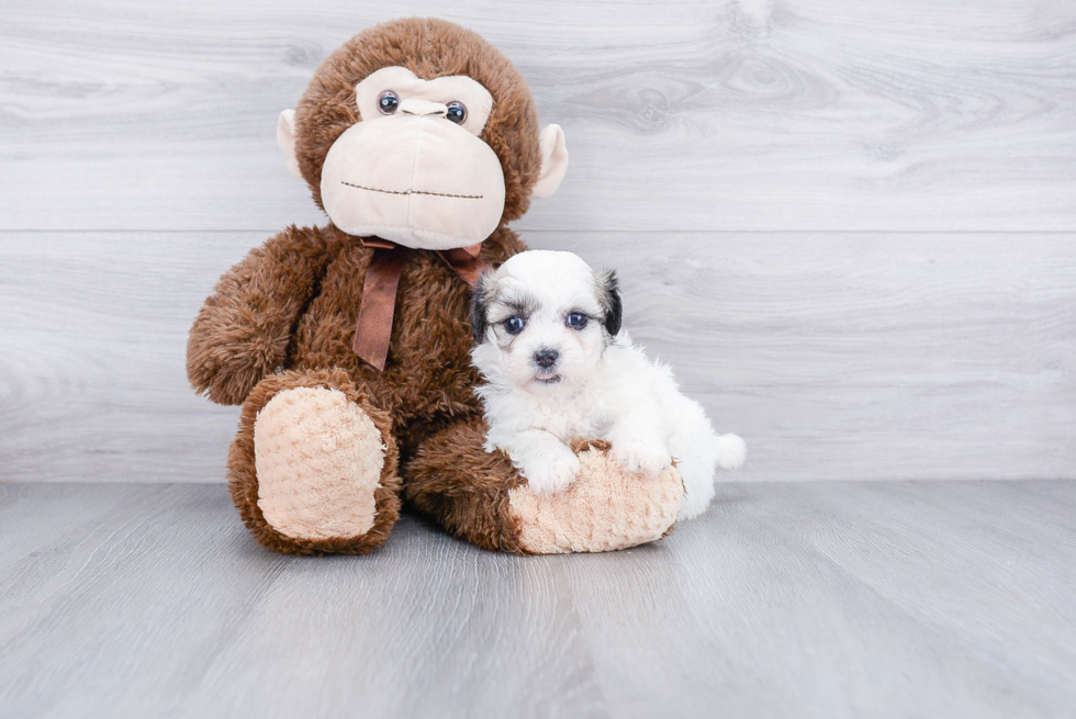 Energetic Shichon Designer Puppy