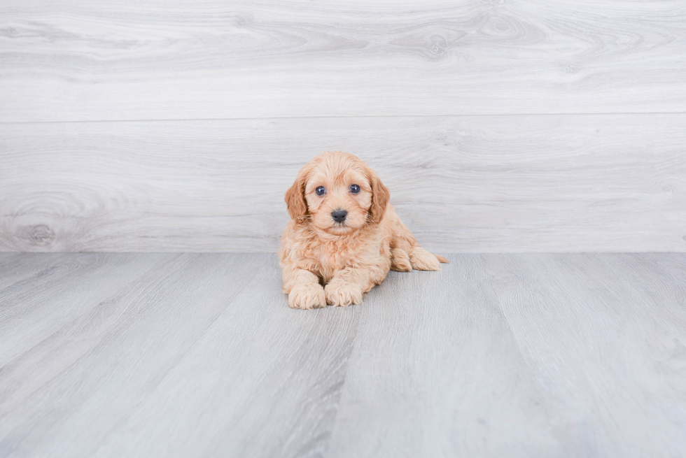 Friendly Cavapoo Baby