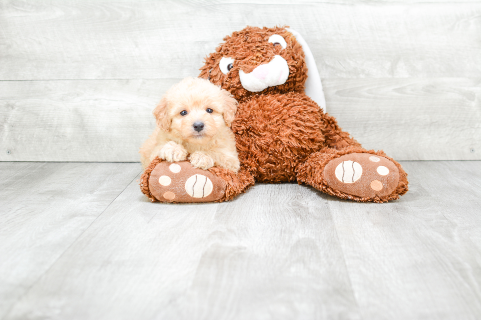 Adorable Cavoodle Poodle Mix Puppy