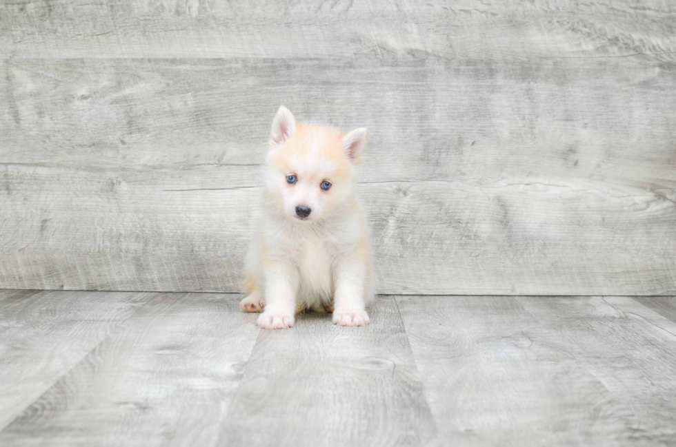 Smart Pomsky Designer Pup