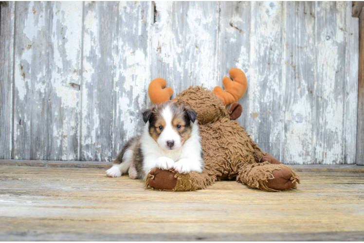 Best Sheltie Baby