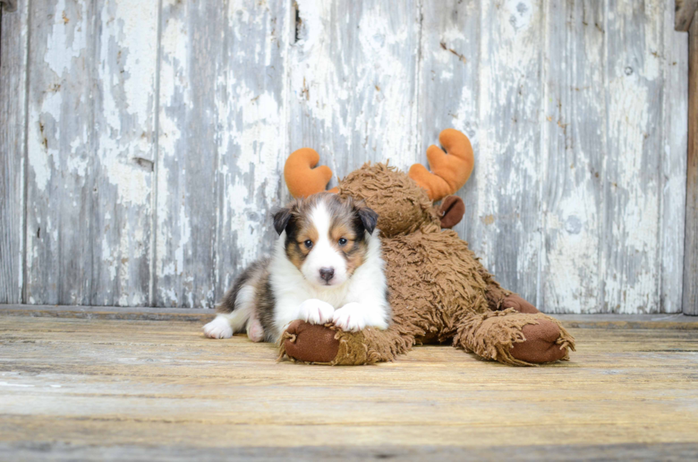 Best Sheltie Baby