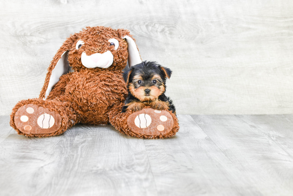 Meet Twinkle - our Yorkshire Terrier Puppy Photo 