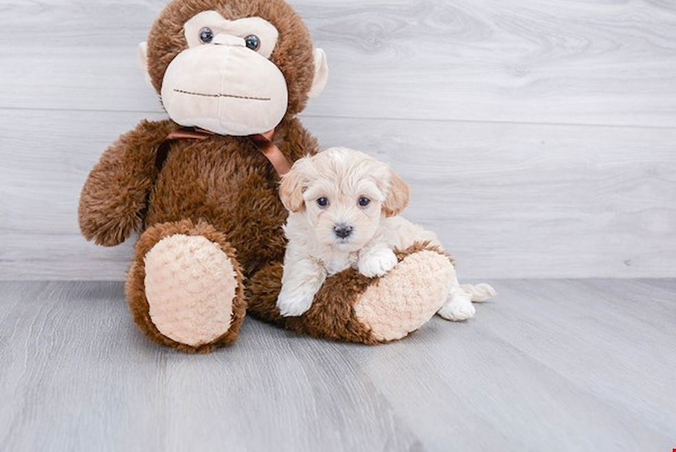 Maltipoo Puppy for Adoption