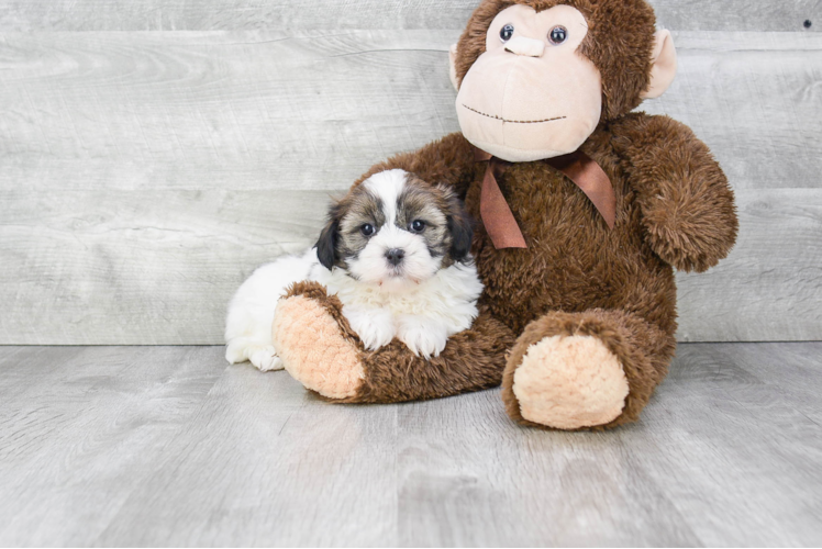 Teddy Bear Pup Being Cute
