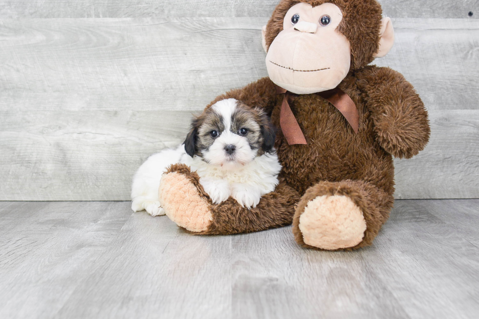 Teddy Bear Pup Being Cute