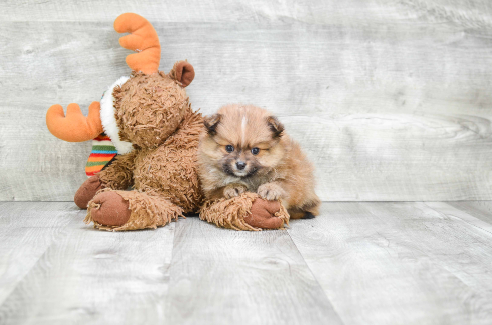 Pomeranian Pup Being Cute