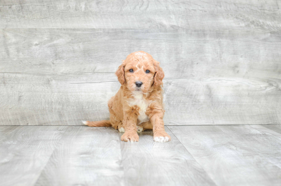 Mini Goldendoodle Pup Being Cute