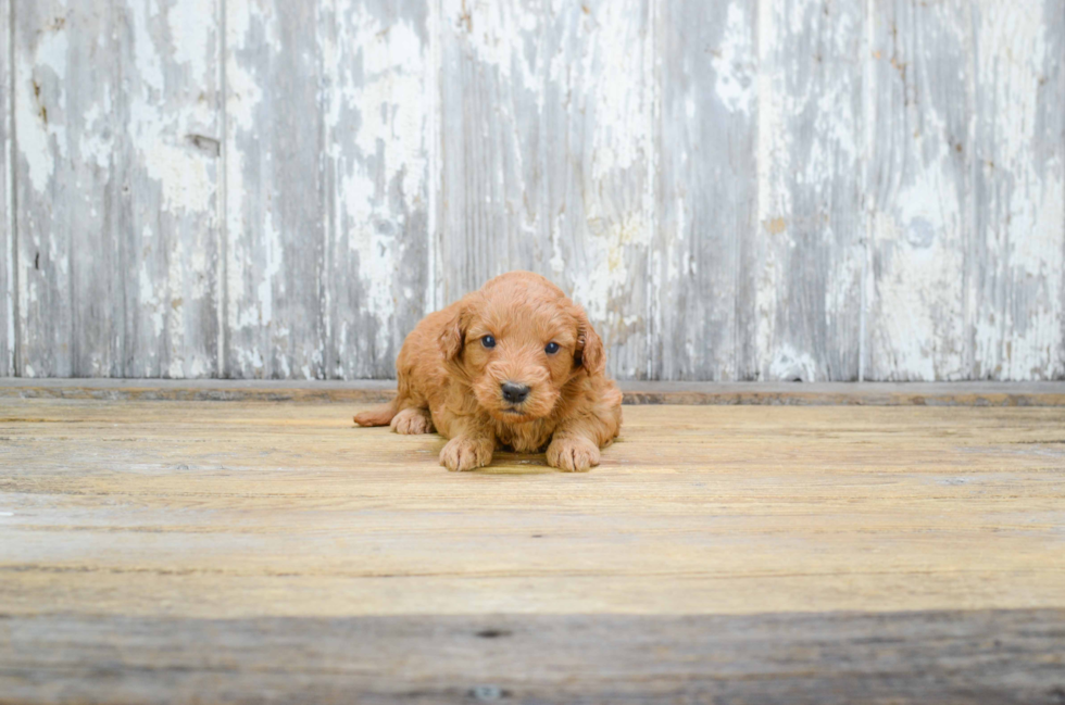 Little Golden Retriever Poodle Mix Puppy