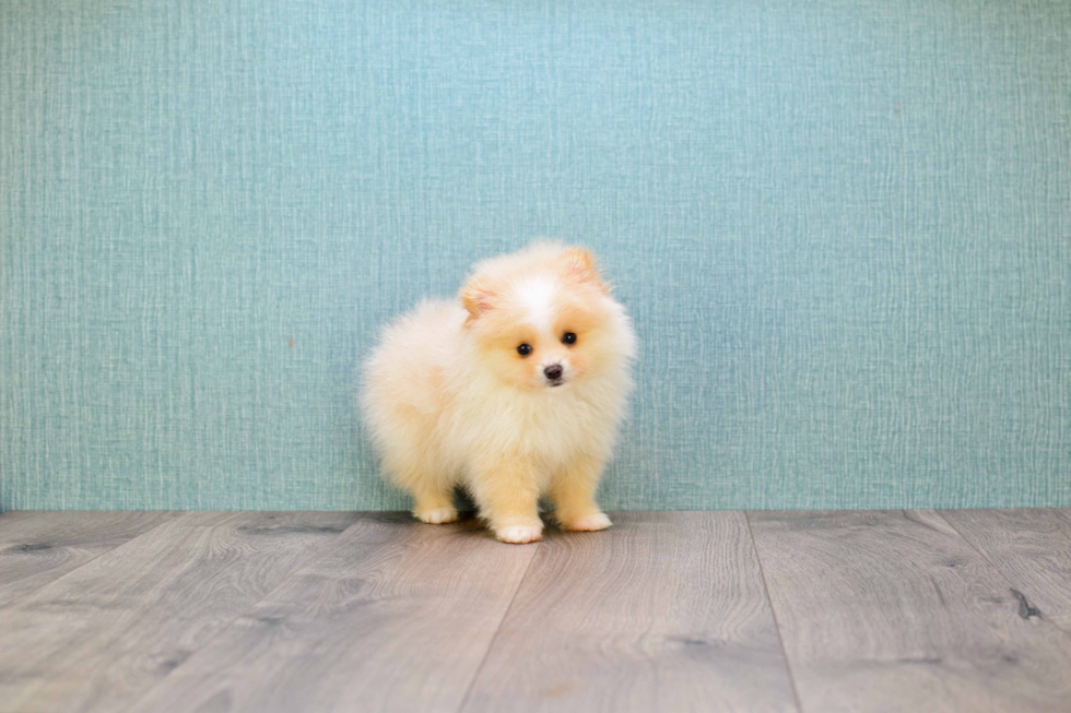 Fluffy Pomeranian Purebred Puppy