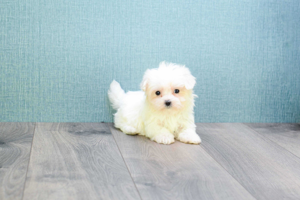 Sweet Maltese Purebred Puppy