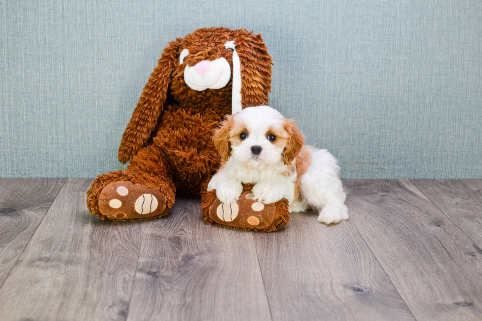 Best Cavachon Baby