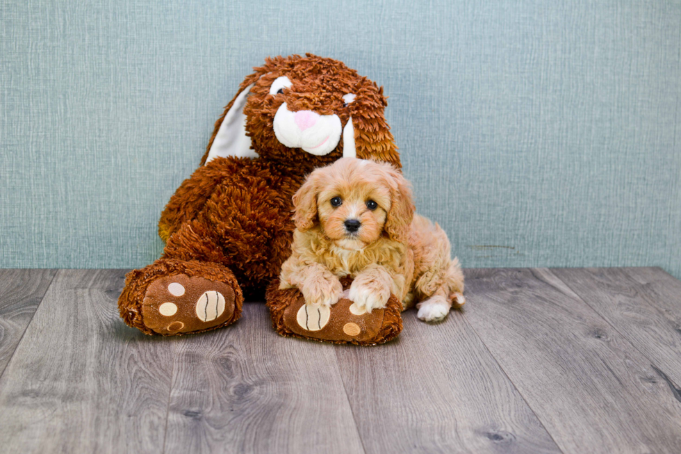 Cavapoo Pup Being Cute