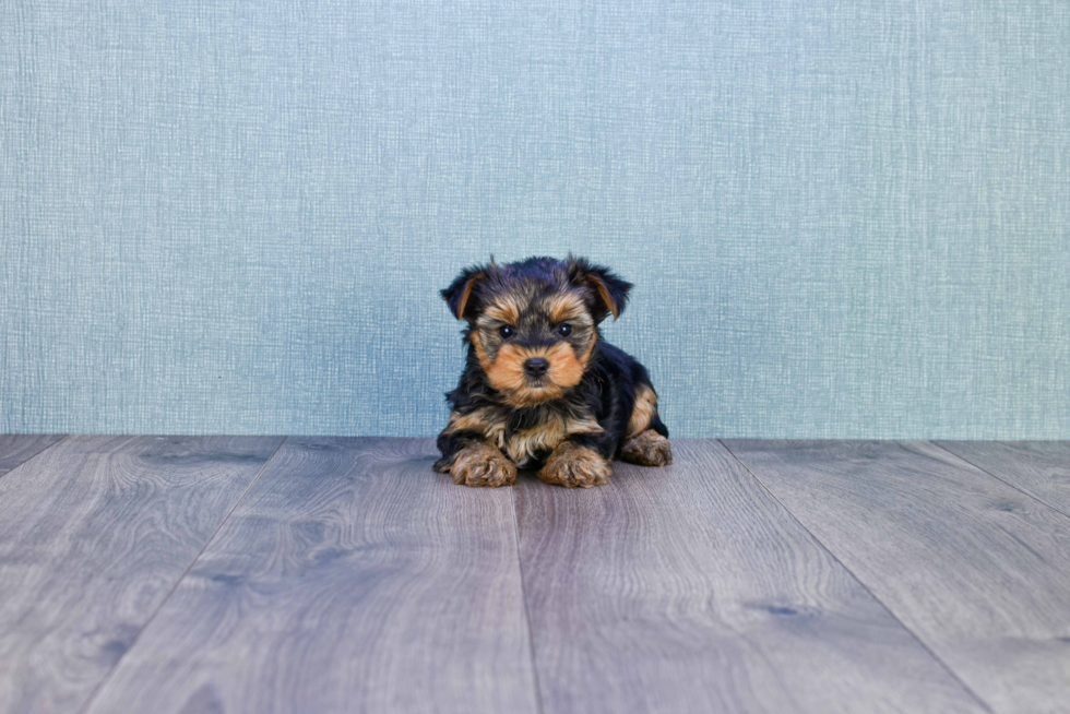 Meet Rascal - our Yorkshire Terrier Puppy Photo 