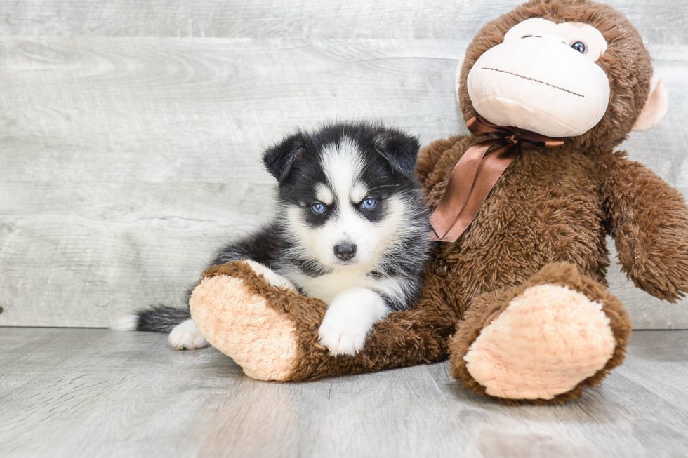 Popular Pomsky Designer Pup