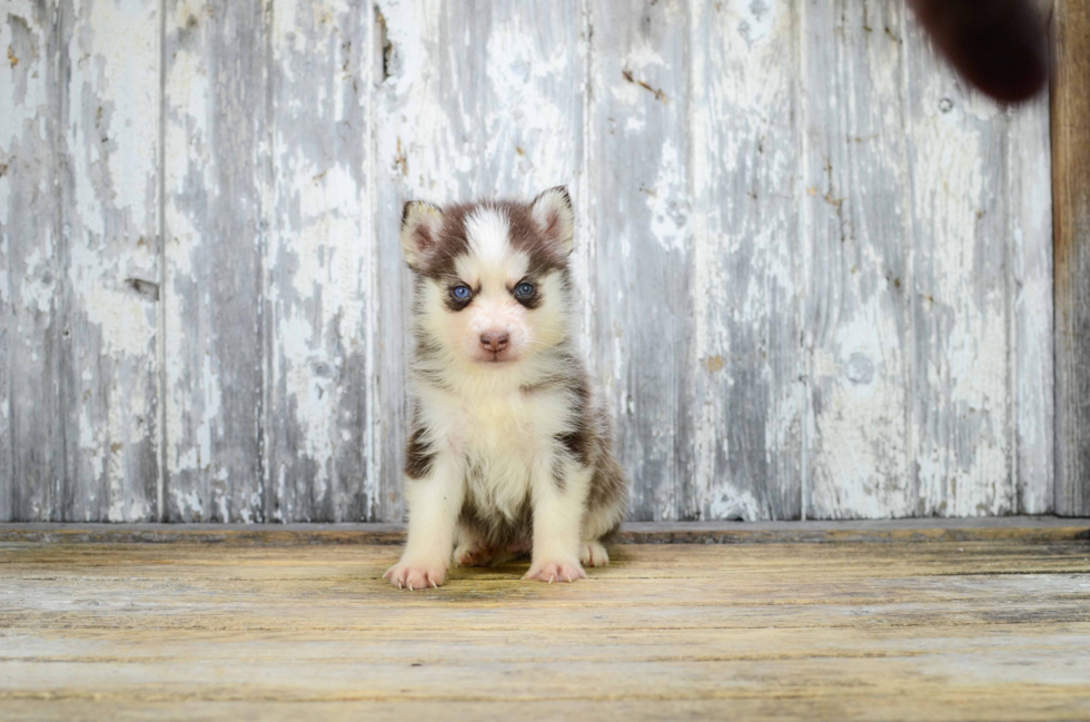 Sweet Pomsky Baby