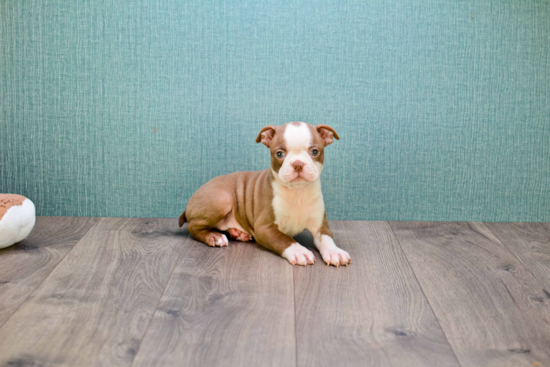 Friendly Boston Terrier Purebred Pup