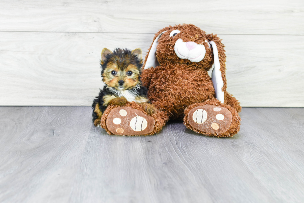 Meet Beyonce - our Yorkshire Terrier Puppy Photo 