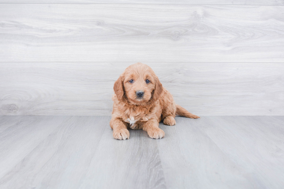 Little Golden Retriever Poodle Mix Puppy