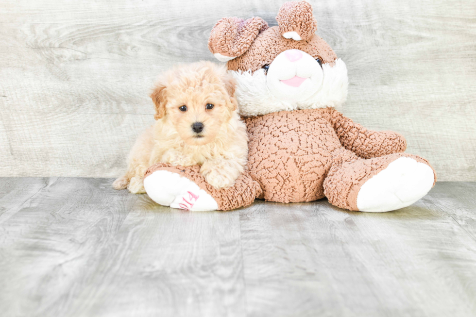 Funny Maltipoo Poodle Mix Pup