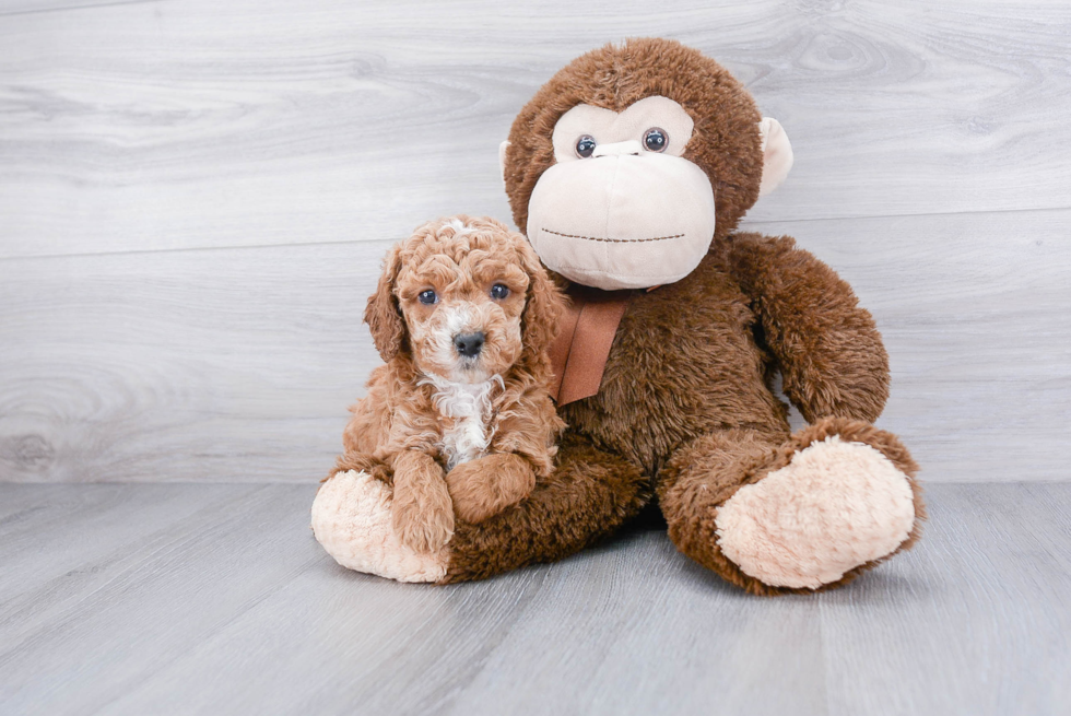 Energetic Cockerpoo Poodle Mix Puppy