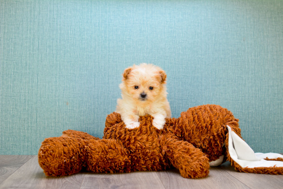 Small Maltipoo Baby