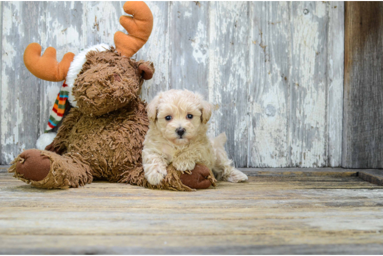 Smart Maltipoo Poodle Mix Pup