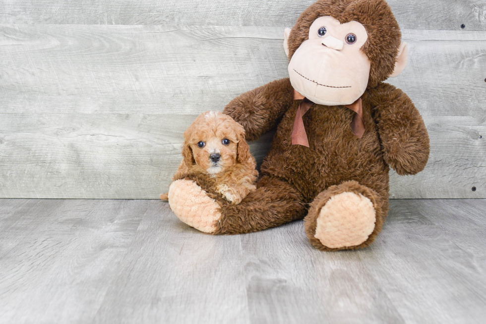 Playful Cavoodle Poodle Mix Puppy