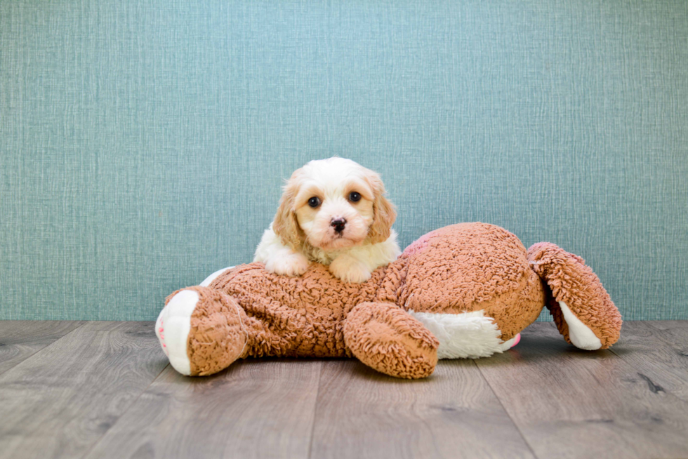 Small Cavachon Baby