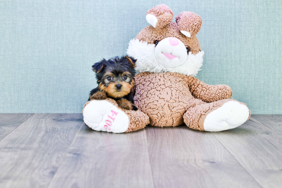 Meet Trigger - our Yorkshire Terrier Puppy Photo 