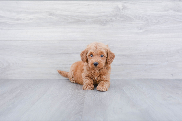 Mini Goldendoodle Pup Being Cute