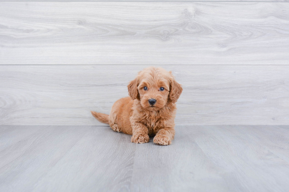 Mini Goldendoodle Pup Being Cute