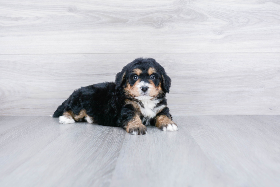 Happy Mini Bernedoodle Baby