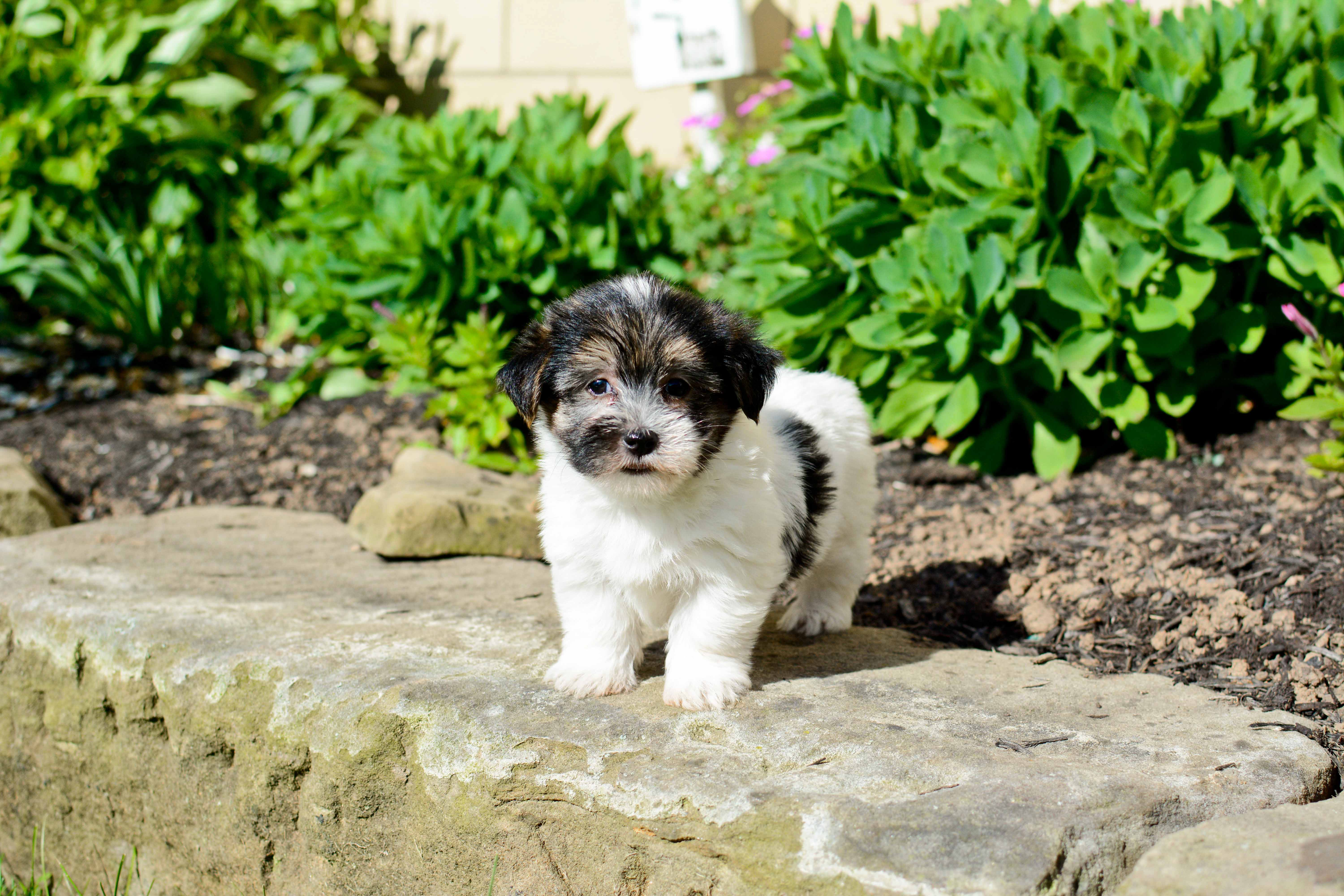 Best Morkie Baby