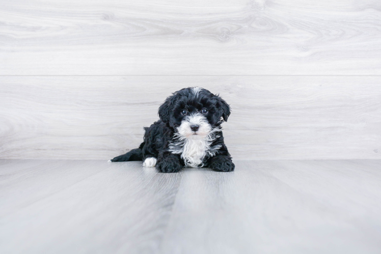 Mini Sheepadoodle Puppy for Adoption