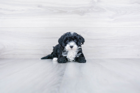 Mini Sheepadoodle Puppy for Adoption