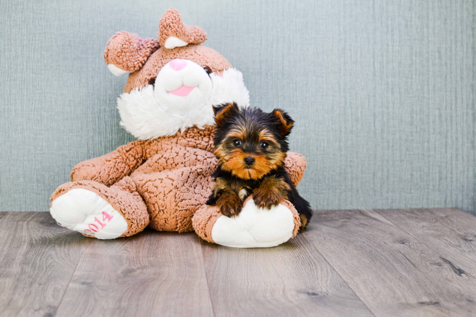 Meet Twinkle - our Yorkshire Terrier Puppy Photo 