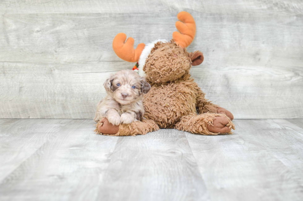 Petite Mini Aussiedoodle Poodle Mix Pup