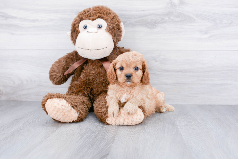 Playful Cavoodle Poodle Mix Puppy