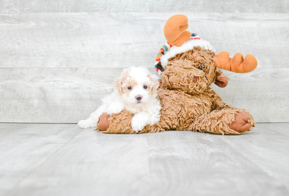 Maltipoo Pup Being Cute